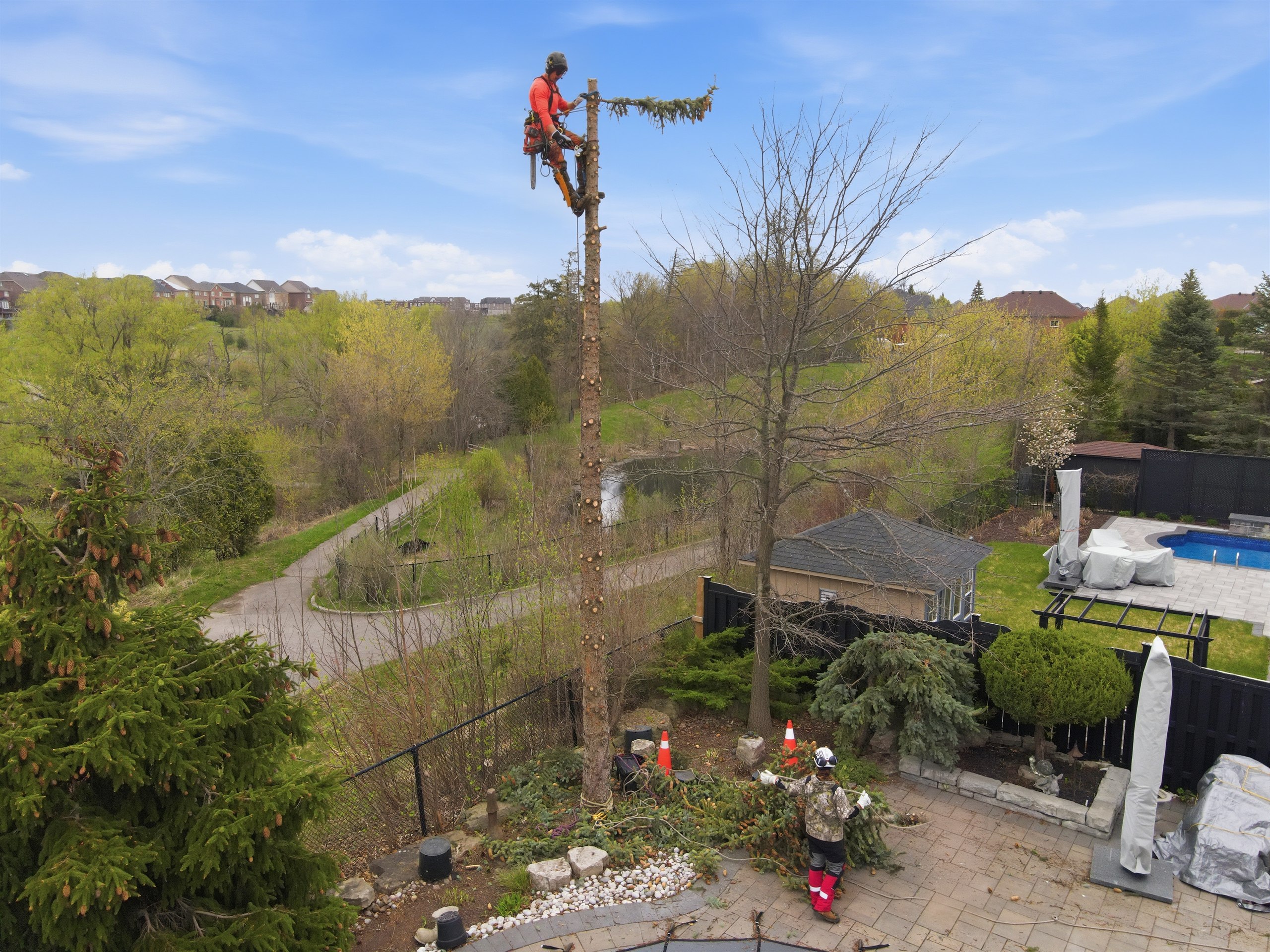 Tree service